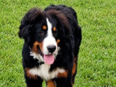 IKC Registered male Bernese Mountain Dog puppy 7 months old in Meath – Loving Home Wanted